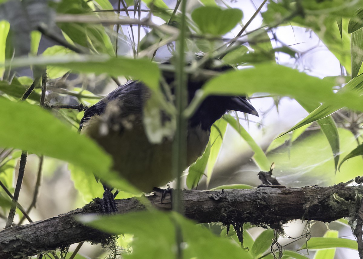 Buff-banded Mountain Tanager - ML646952182