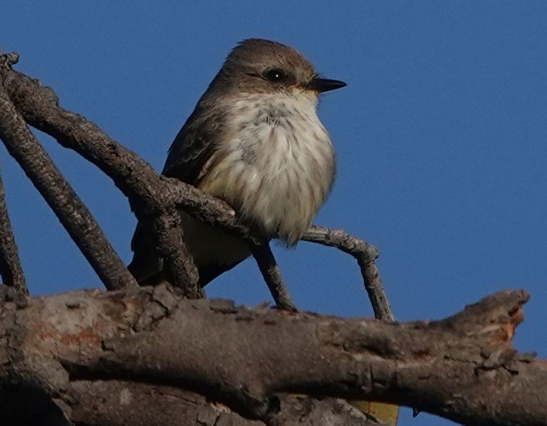 Vermilion Flycatcher - ML646952183