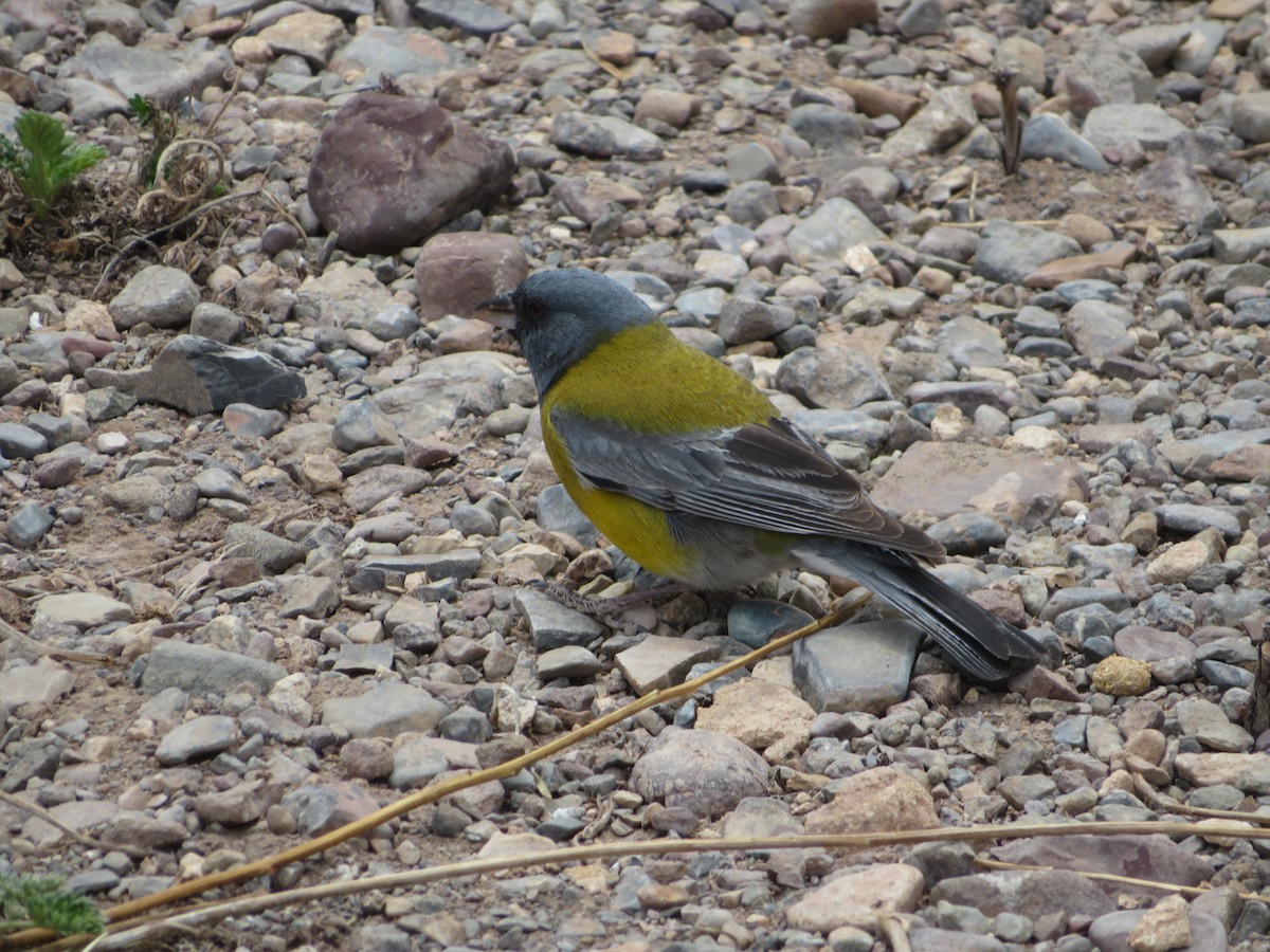 Gray-hooded Sierra Finch - ML646952184