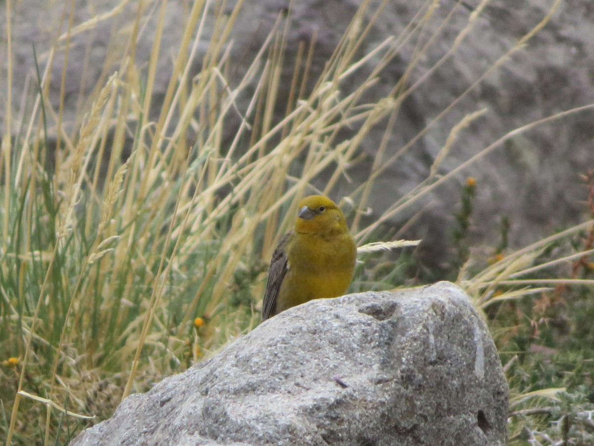Greater Yellow-Finch - ML646952189