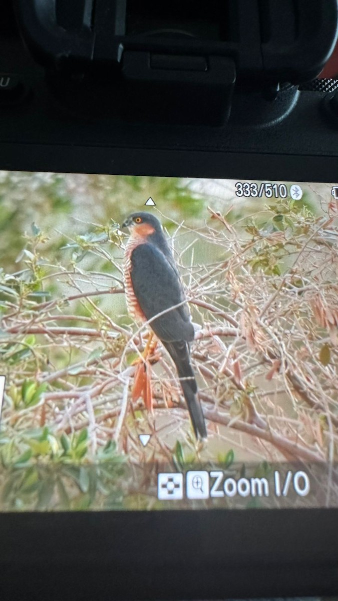 Gavilán Común - ML646952192