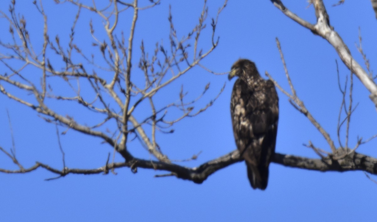 Bald Eagle - ML646952193