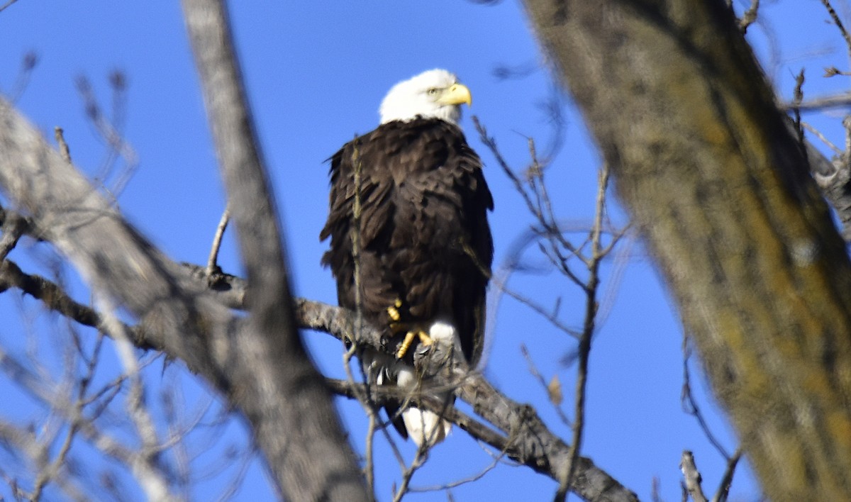 Bald Eagle - ML646952196
