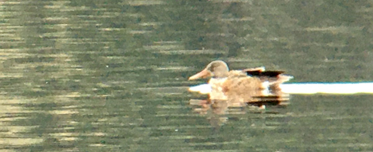 skjeand - ML646952198