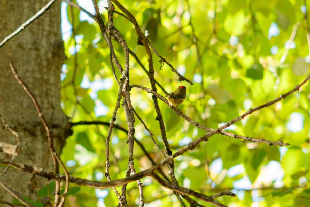 rubinfuglekonge - ML646952200