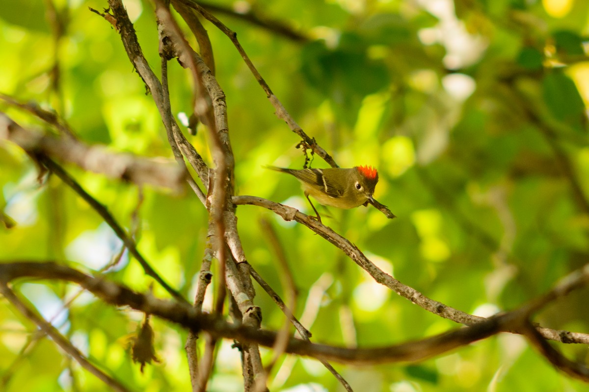 rubinfuglekonge - ML646952201