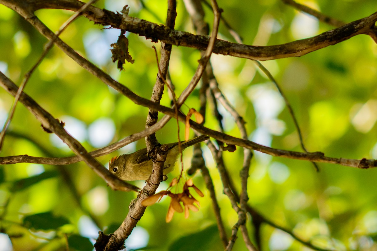 rubinfuglekonge - ML646952202