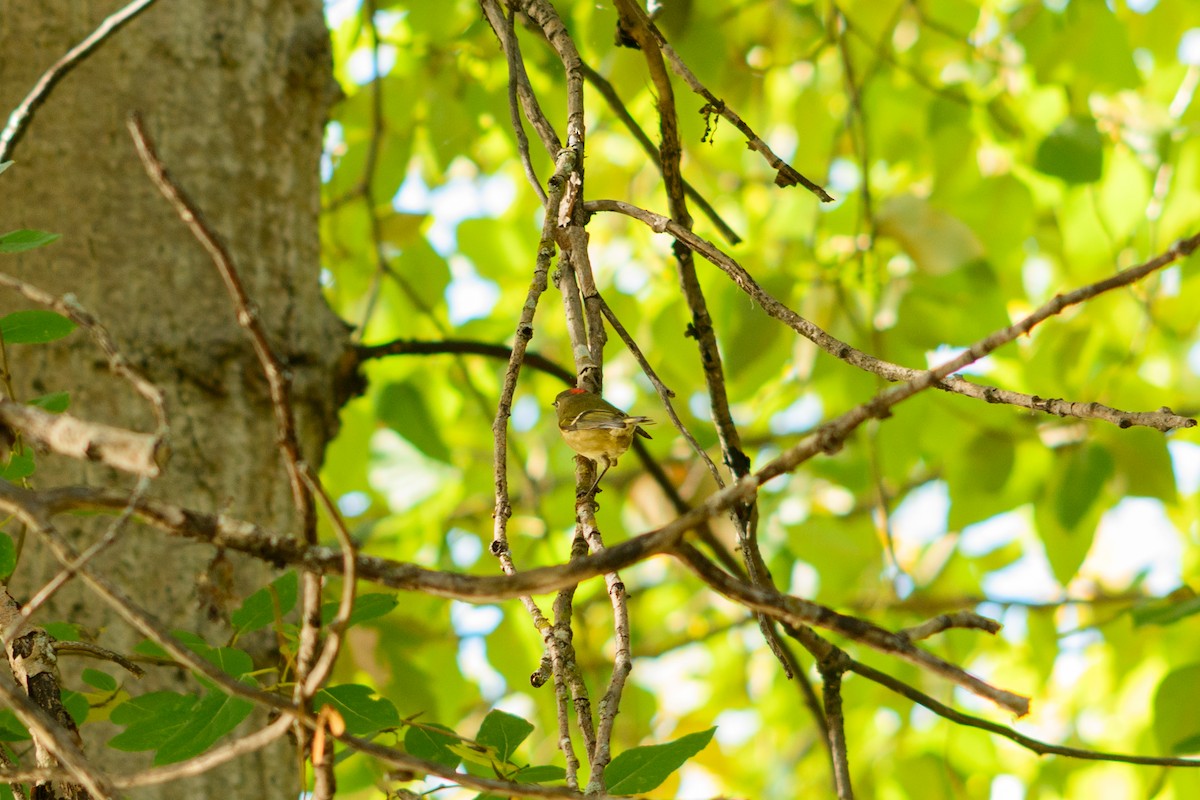 rubinfuglekonge - ML646952203