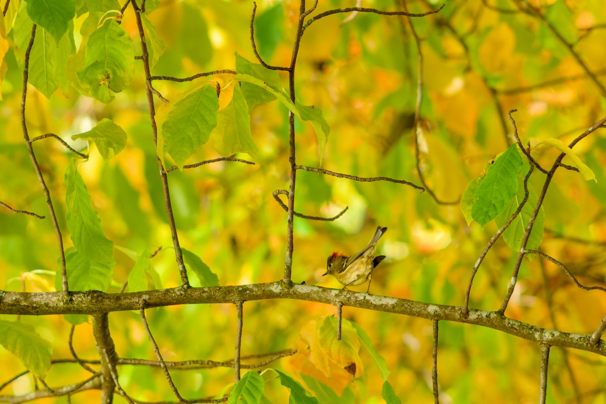 rubinfuglekonge - ML646952205