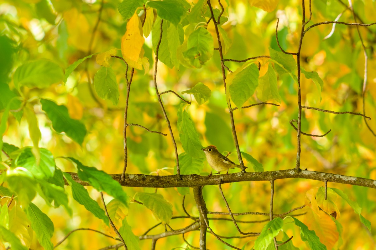 rubinfuglekonge - ML646952206