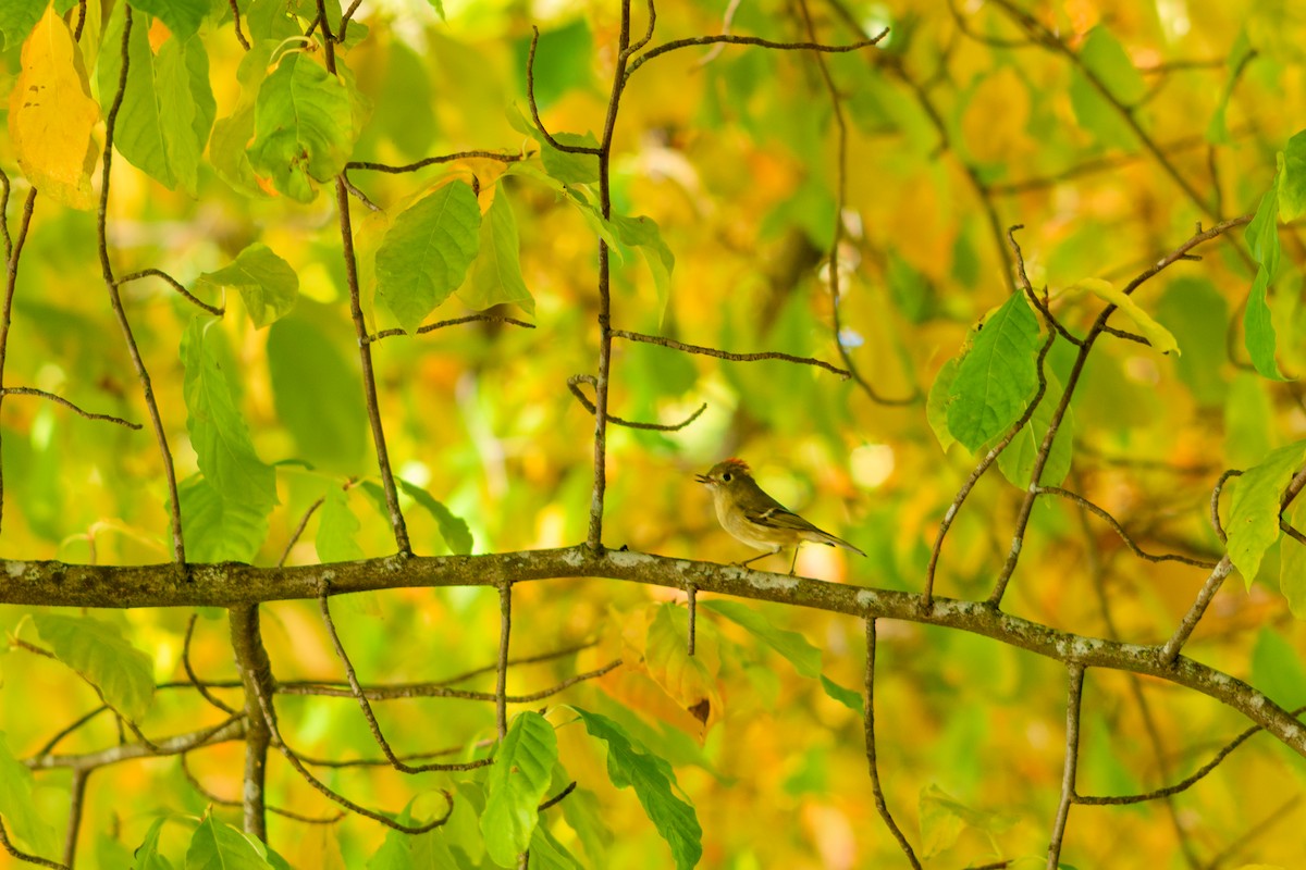 rubinfuglekonge - ML646952207