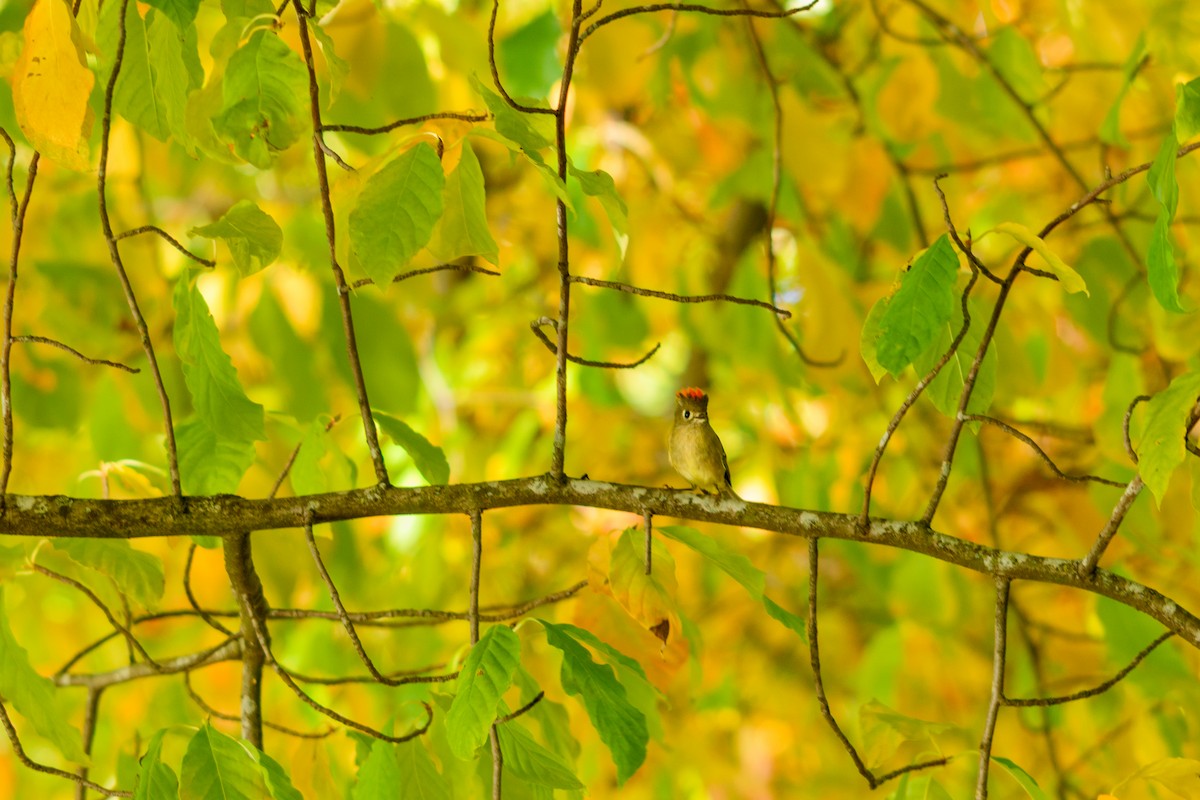 rubinfuglekonge - ML646952208