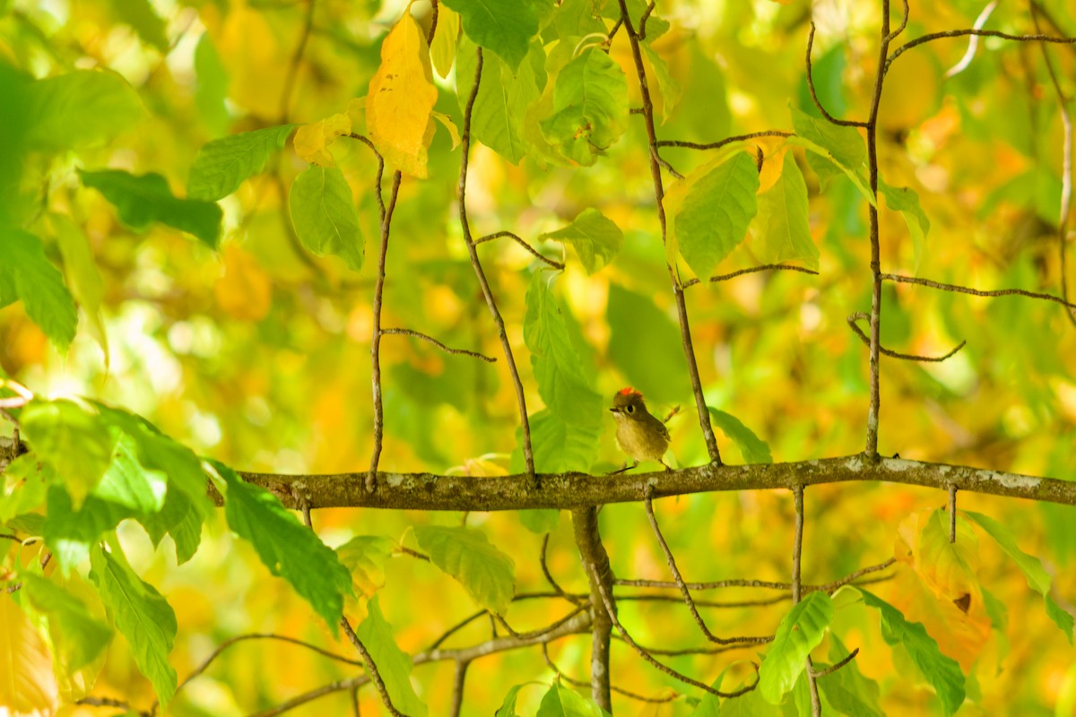 rubinfuglekonge - ML646952209