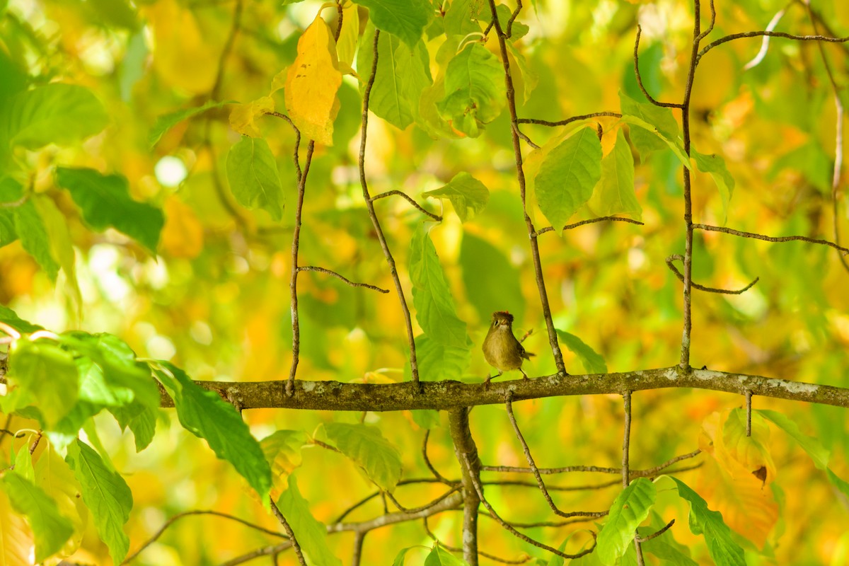 rubinfuglekonge - ML646952210