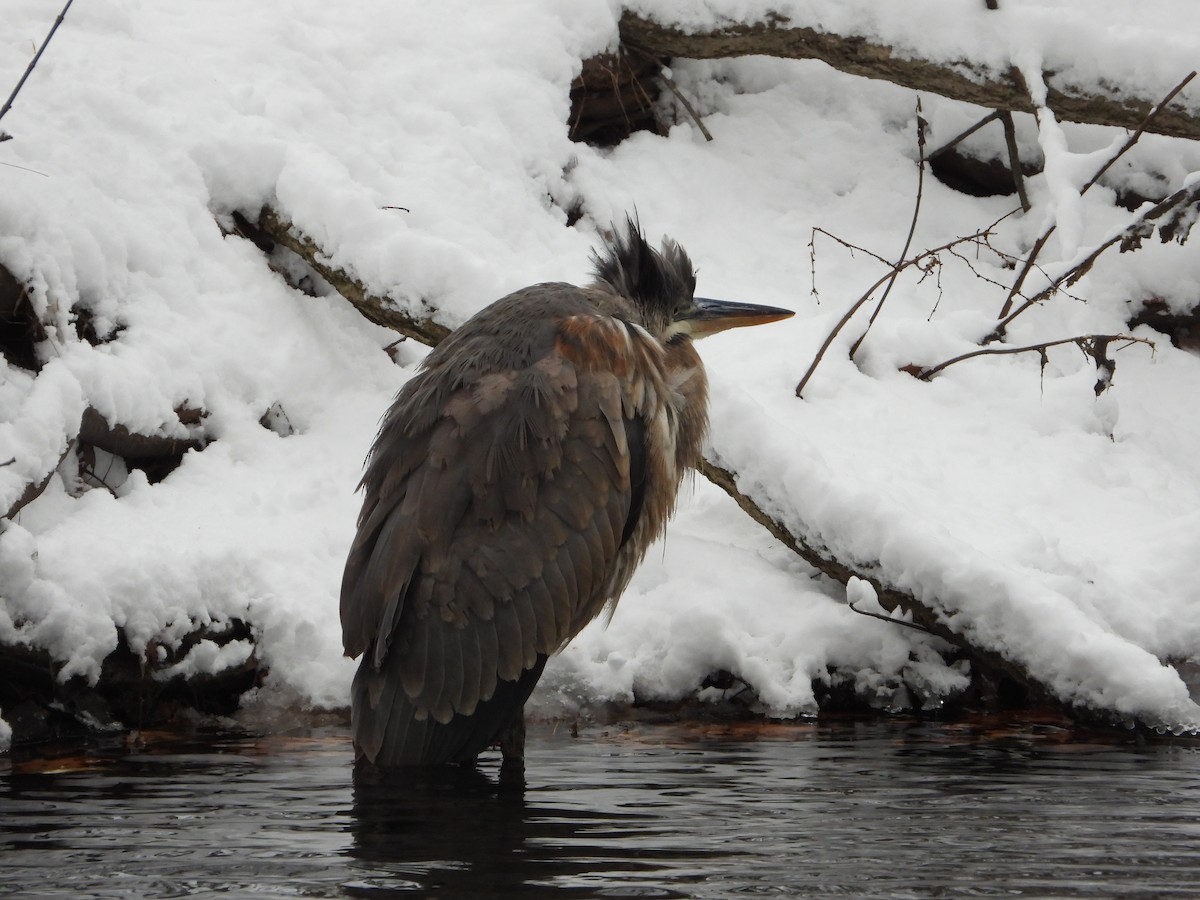 Great Blue Heron (Great Blue) - ML646952211