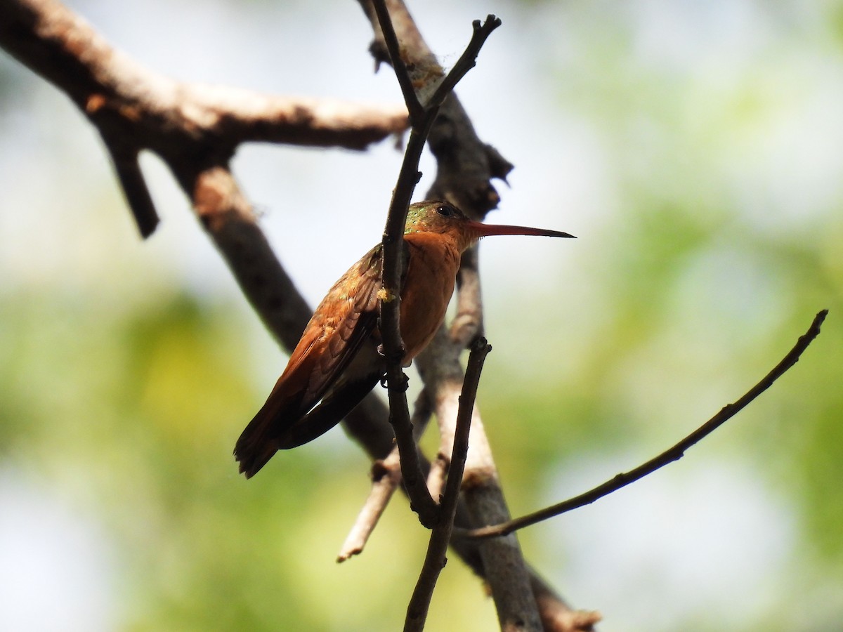 Cinnamon Hummingbird - ML646952212