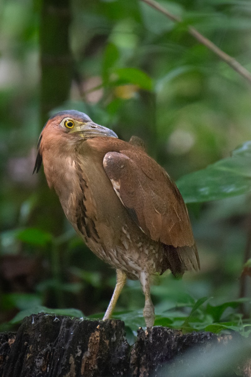 Malayan Night Heron - ML646952215