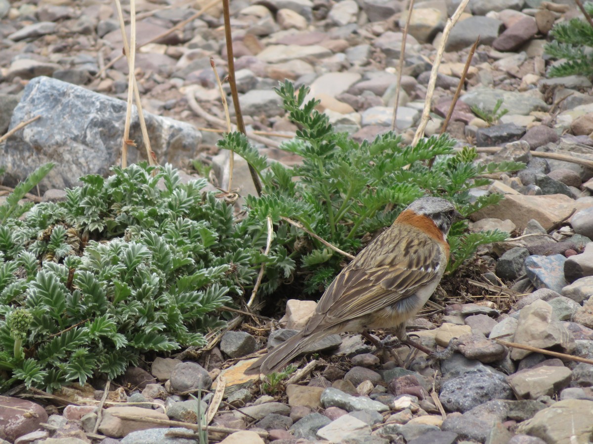 Rufous-collared Sparrow - ML646952219