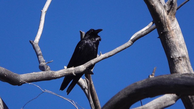 Common Raven - ML646952220