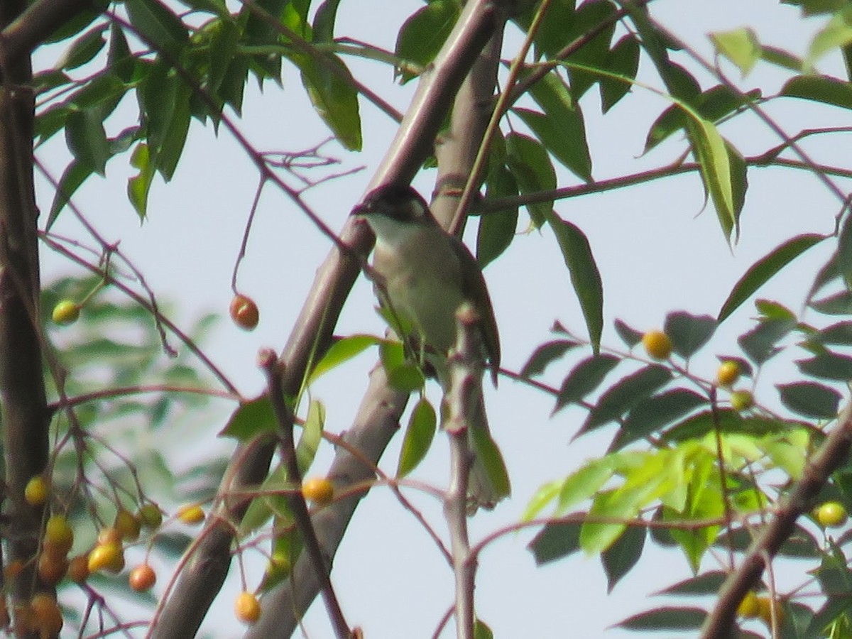 Нангиад бөлбөл - ML646952221