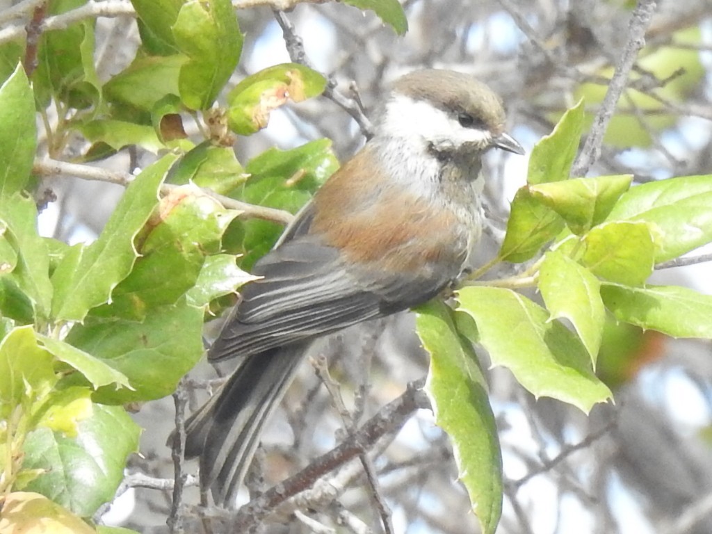 Chestnut-backed Chickadee - ML646952222