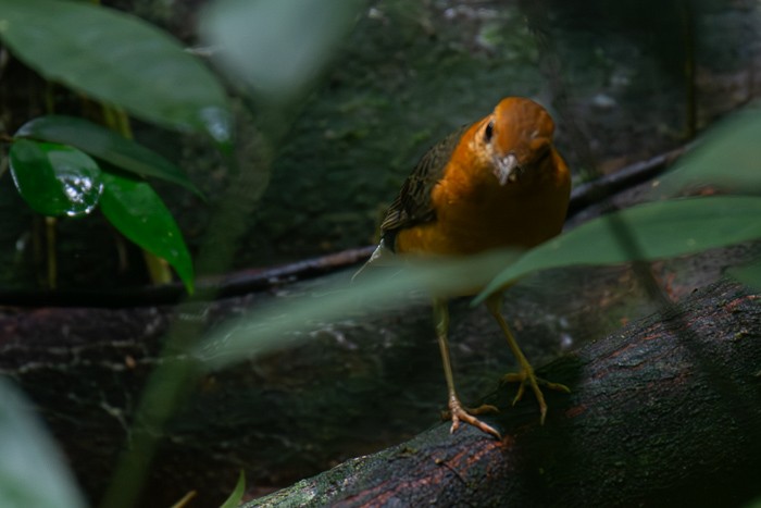Orange-headed Thrush - ML646952223