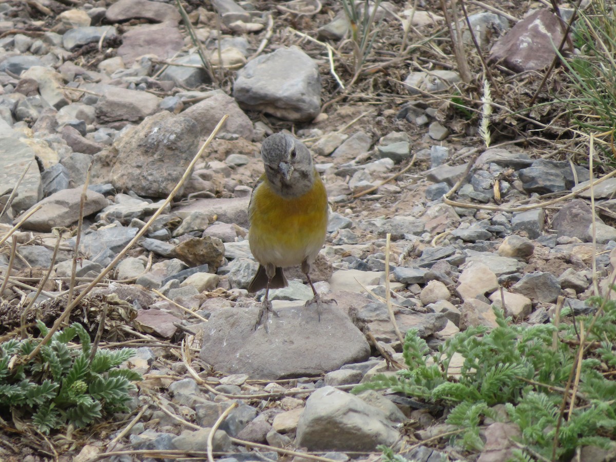 Gray-hooded Sierra Finch - ML646952224