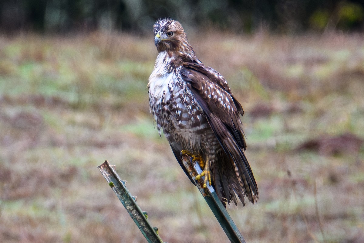 Zapelatz buztangorria - ML646952229