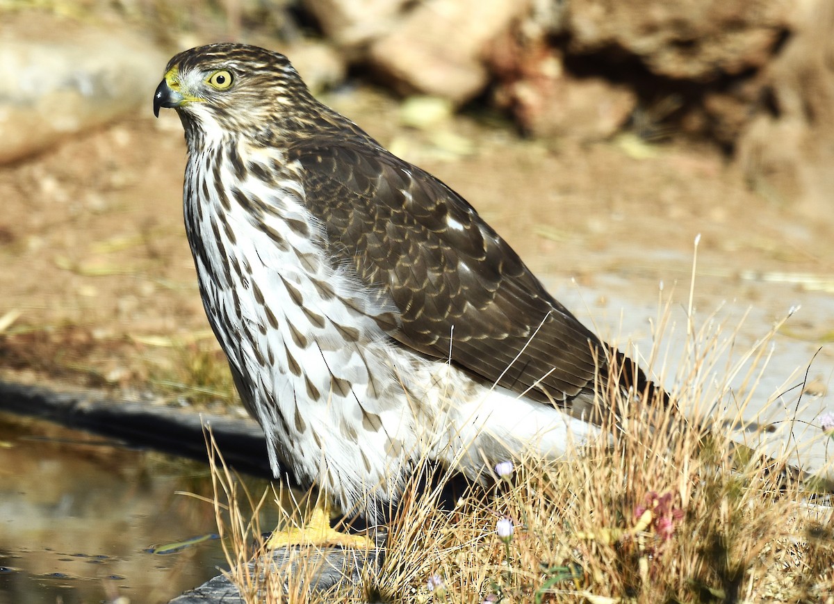 Cooper's Hawk - ML646952230
