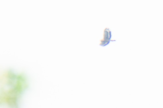 Crested Serpent-Eagle - ML646952231