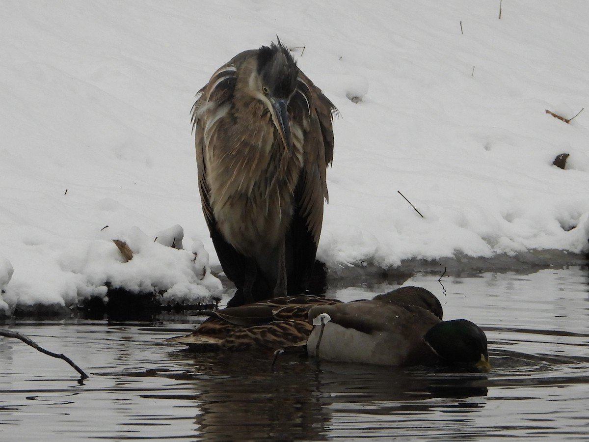 Great Blue Heron (Great Blue) - ML646952233