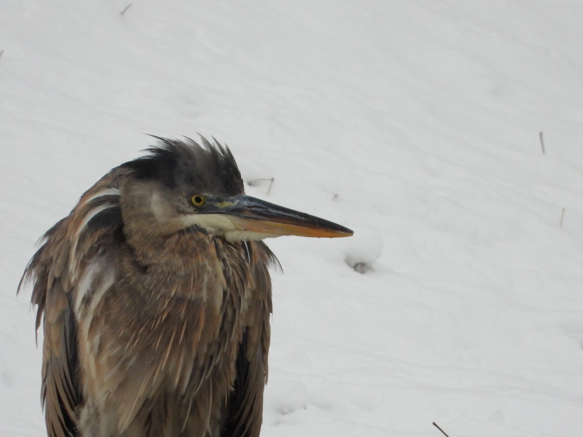 Great Blue Heron (Great Blue) - ML646952234