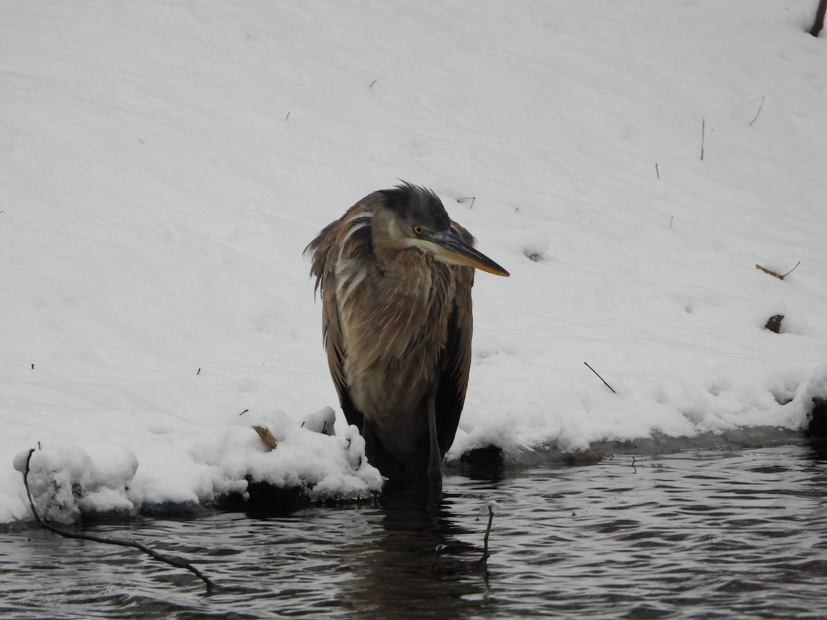 Great Blue Heron (Great Blue) - ML646952235
