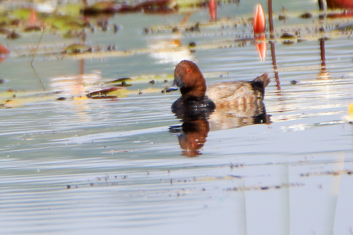 Common Pochard - ML646952236