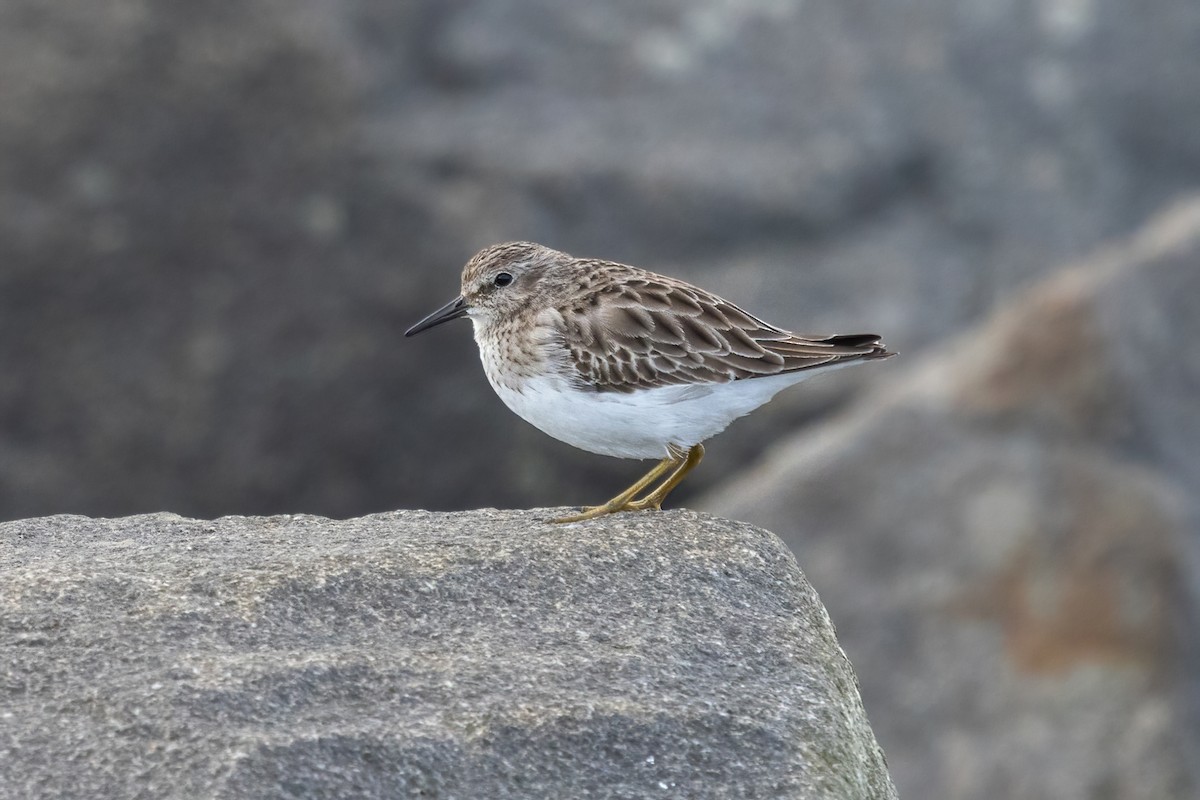 アメリカヒバリシギ - ML646952238