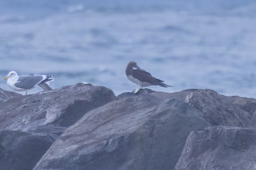 シロガシラカツオドリ - ML646952244