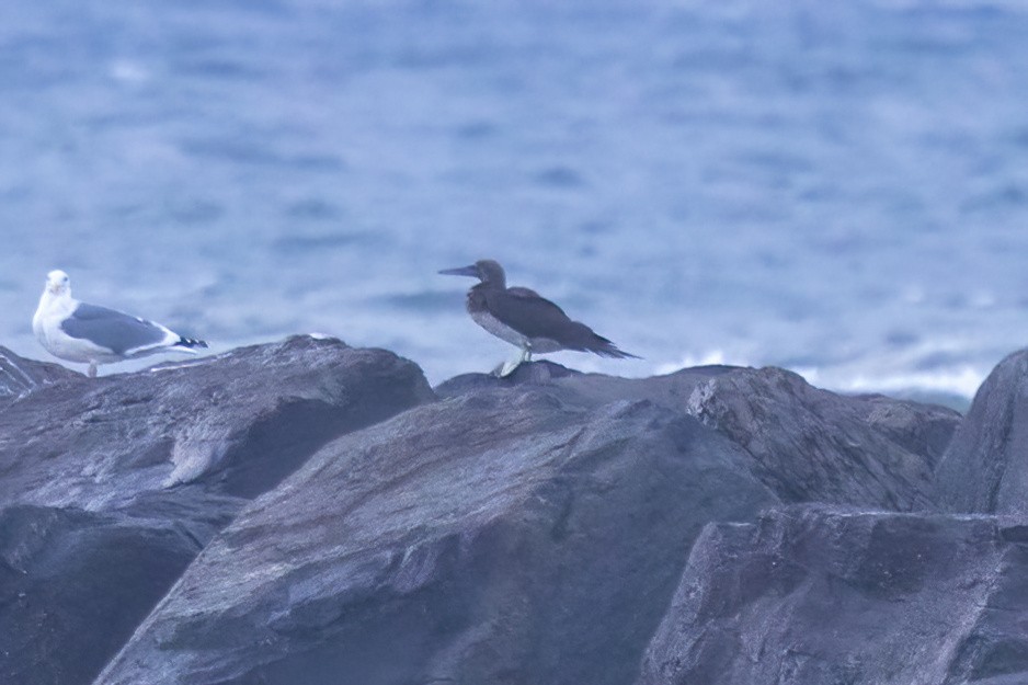 シロガシラカツオドリ - ML646952245