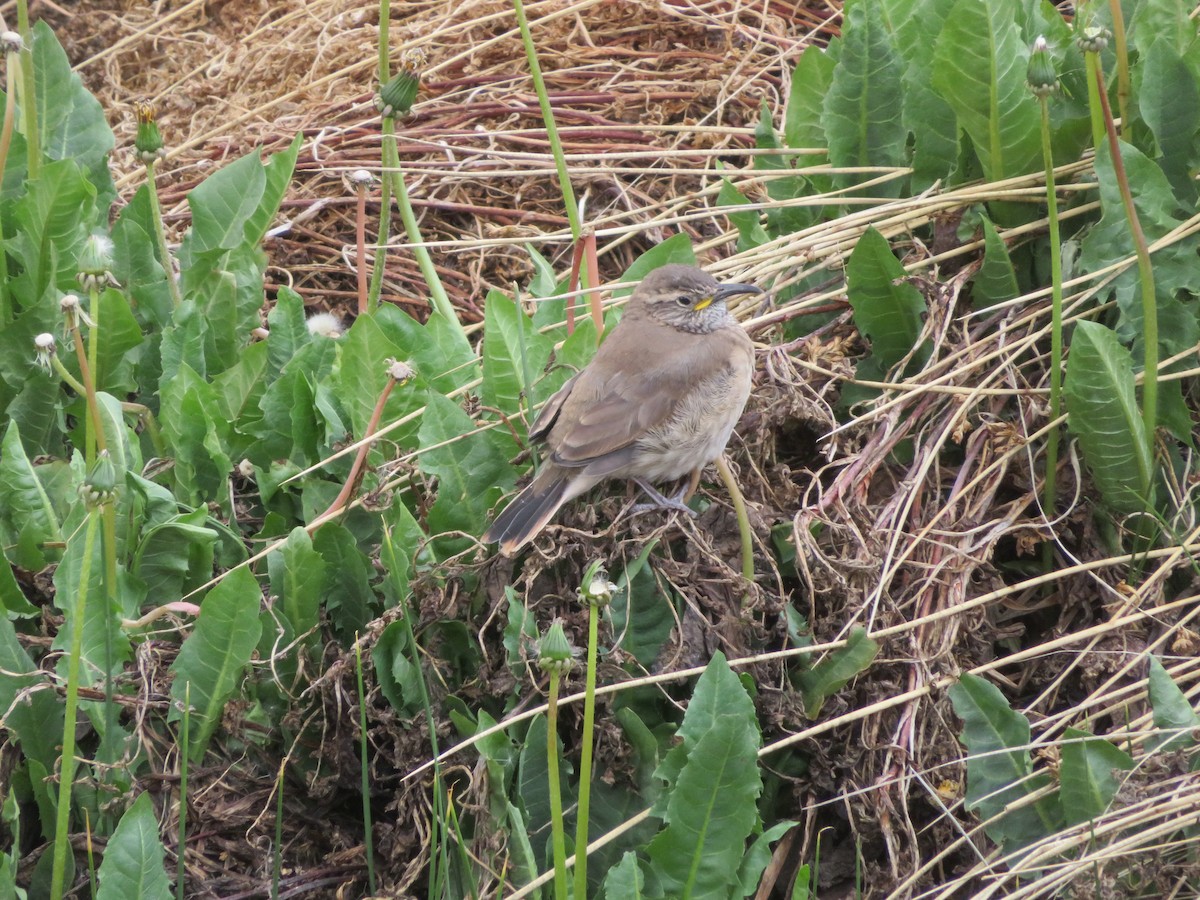 Bandurrita Común - ML646952246