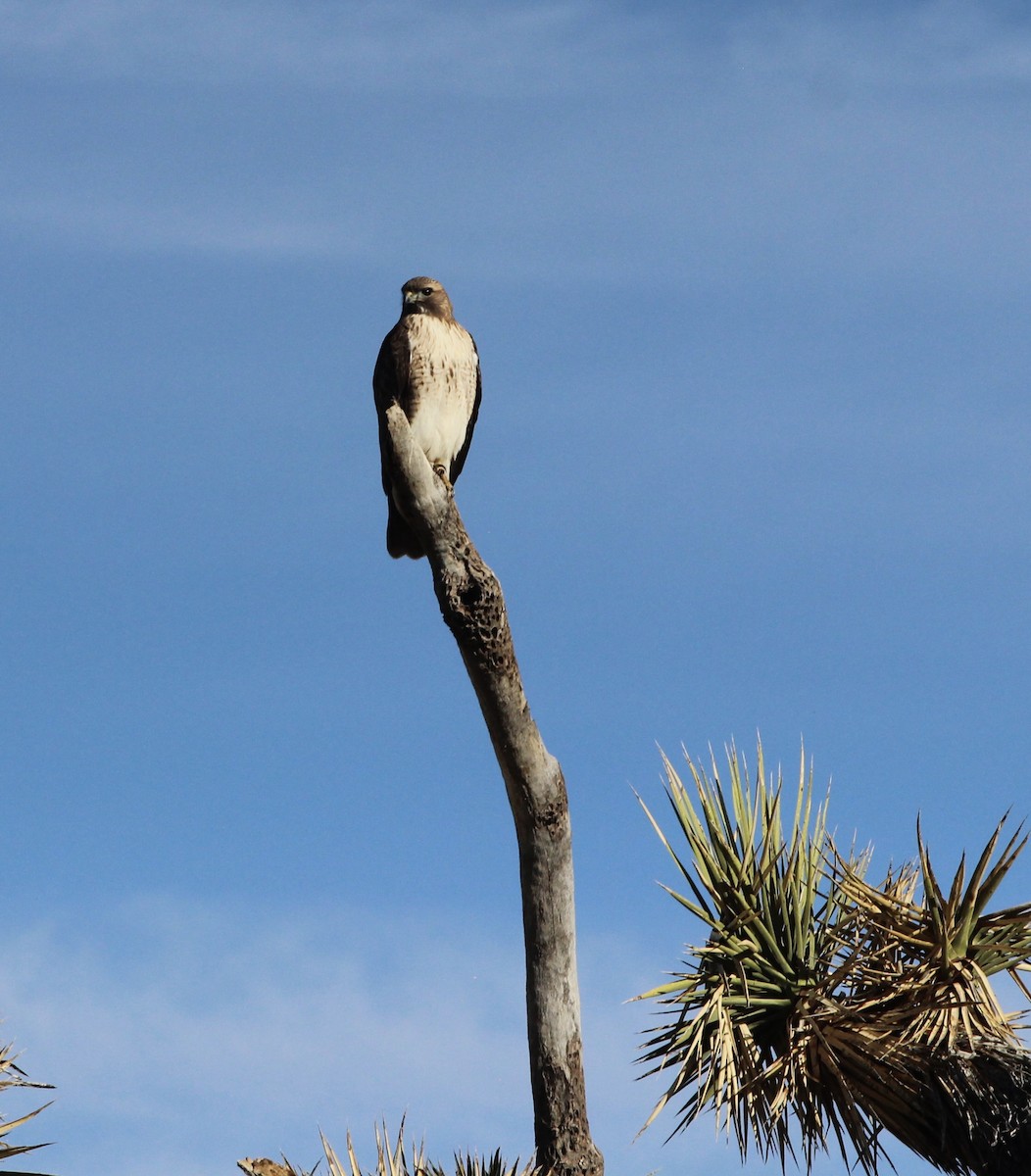 Rotschwanzbussard - ML646952247