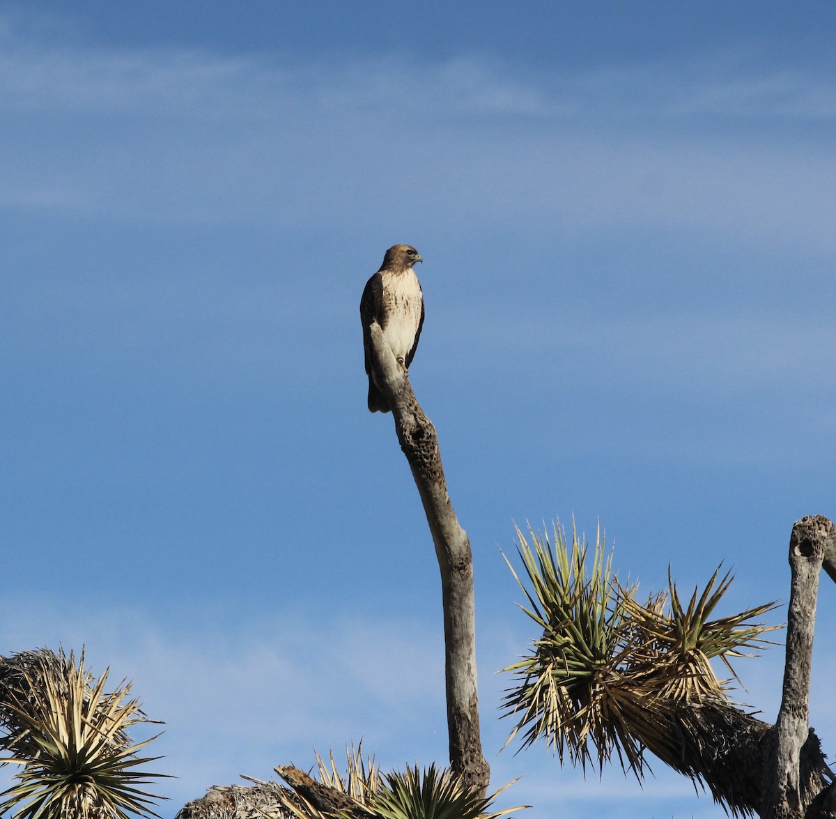 Rotschwanzbussard - ML646952248