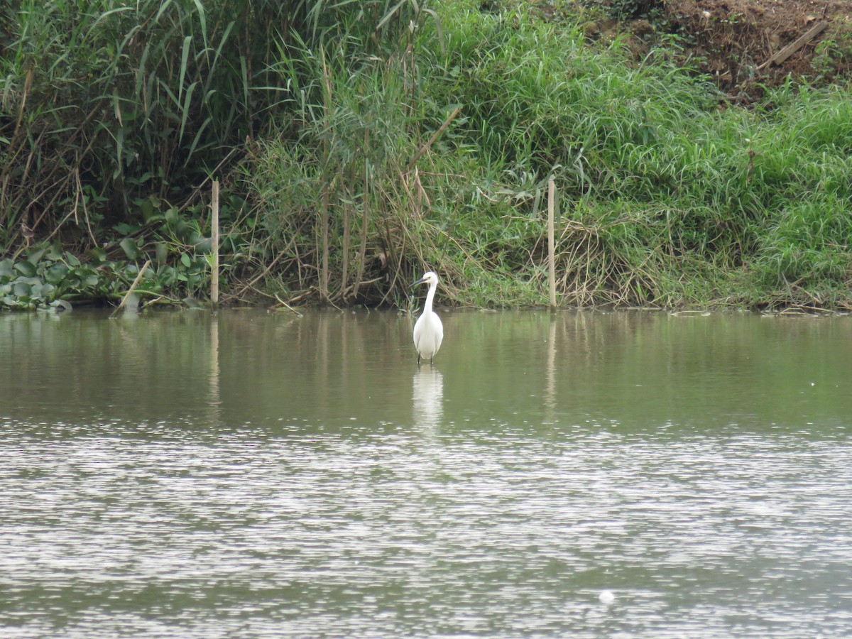 Seidenreiher - ML646952250