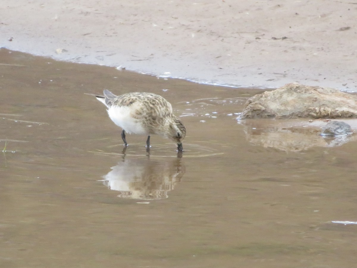 Baird's Sandpiper - ML646952252