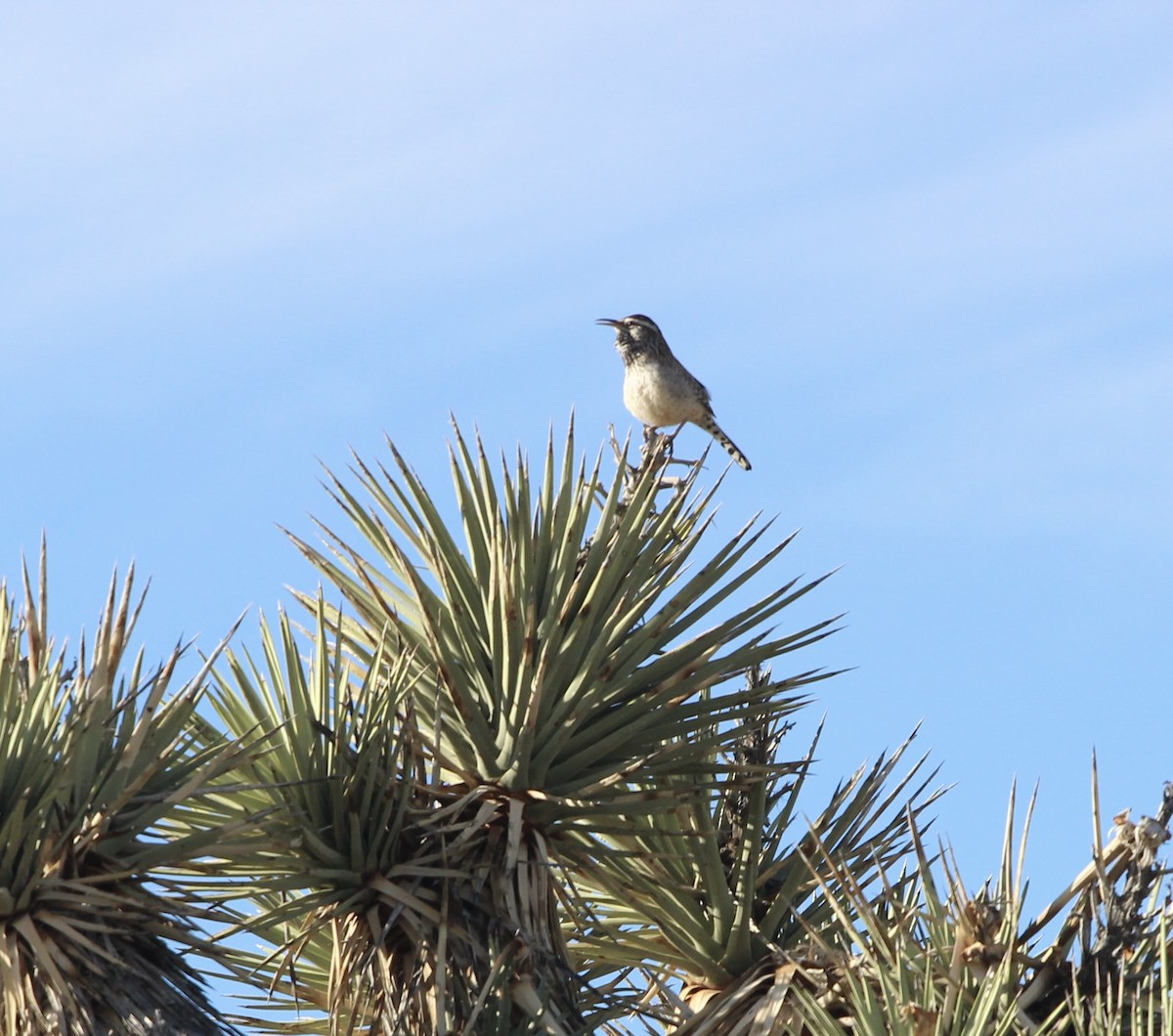 Kaktuszaunkönig - ML646952253