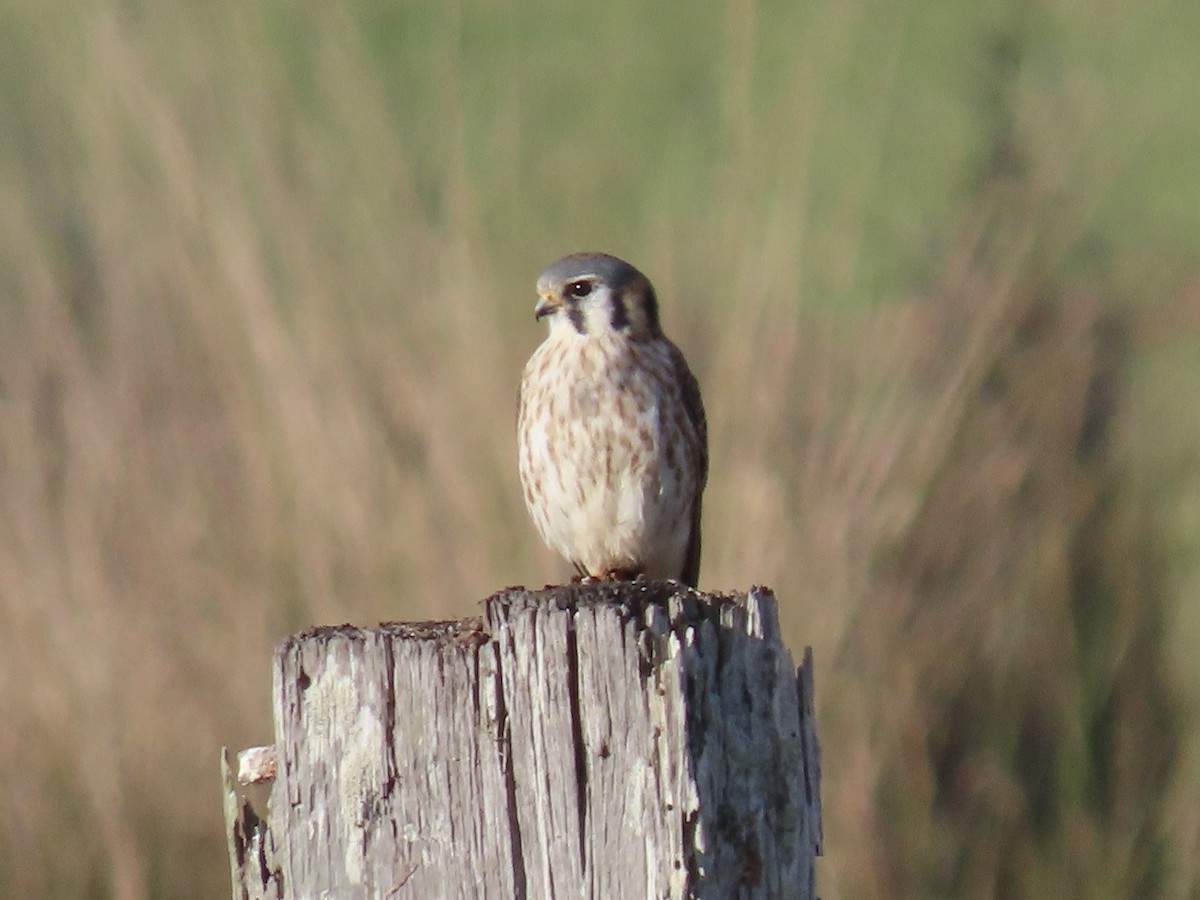 American Kestrel - ML646952254