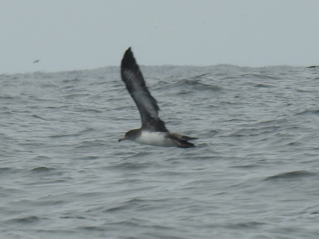 Pink-footed Shearwater - ML646952256