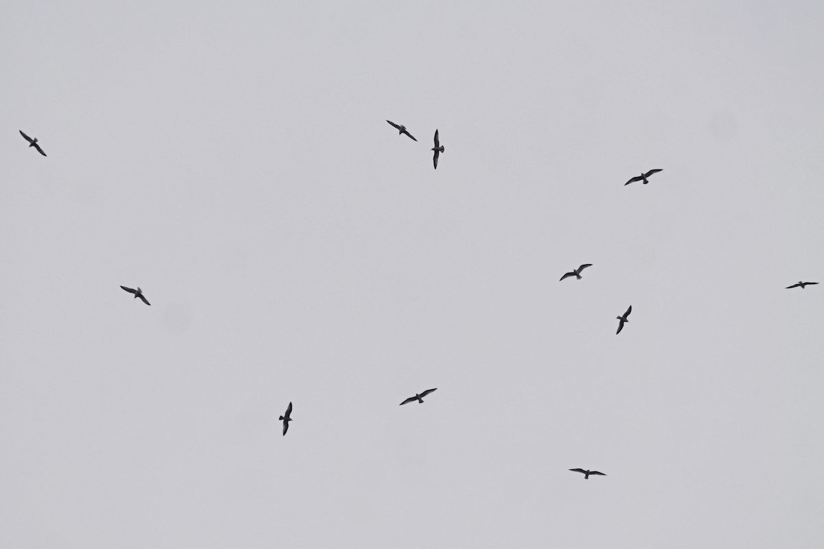 Ring-billed Gull - ML646952259