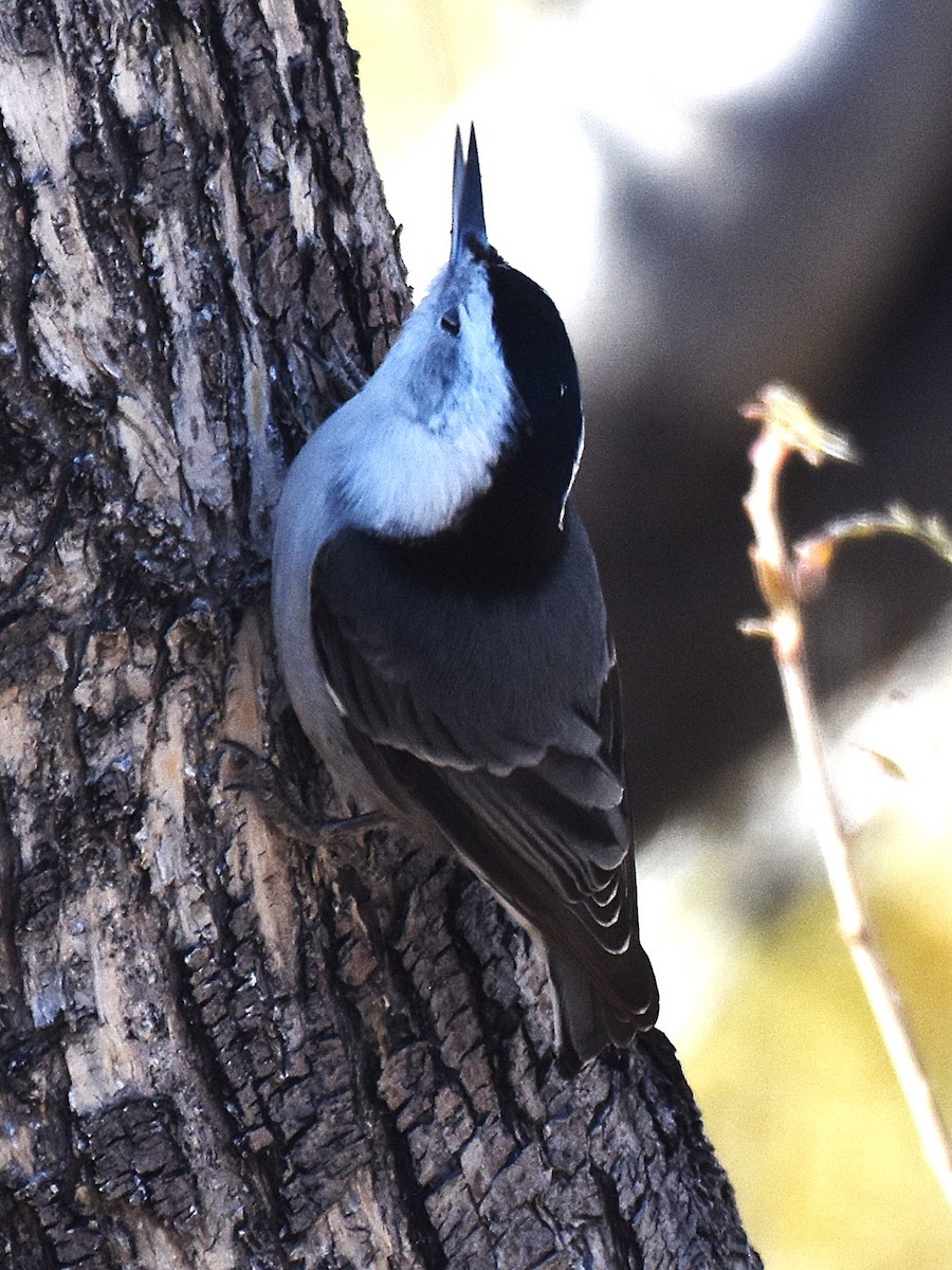 White-breasted Nuthatch - ML646952260