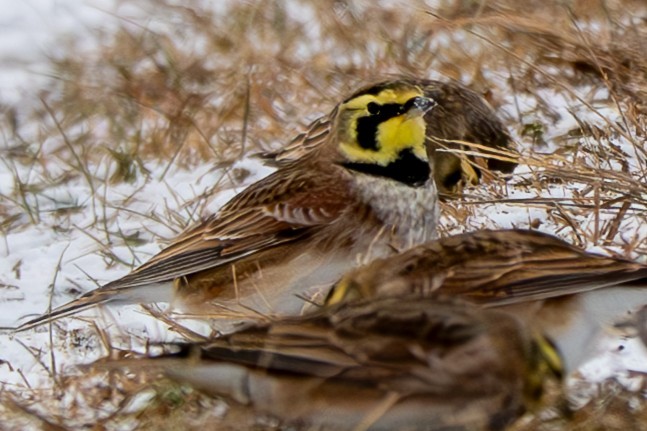 ハマヒバリ - ML646952261