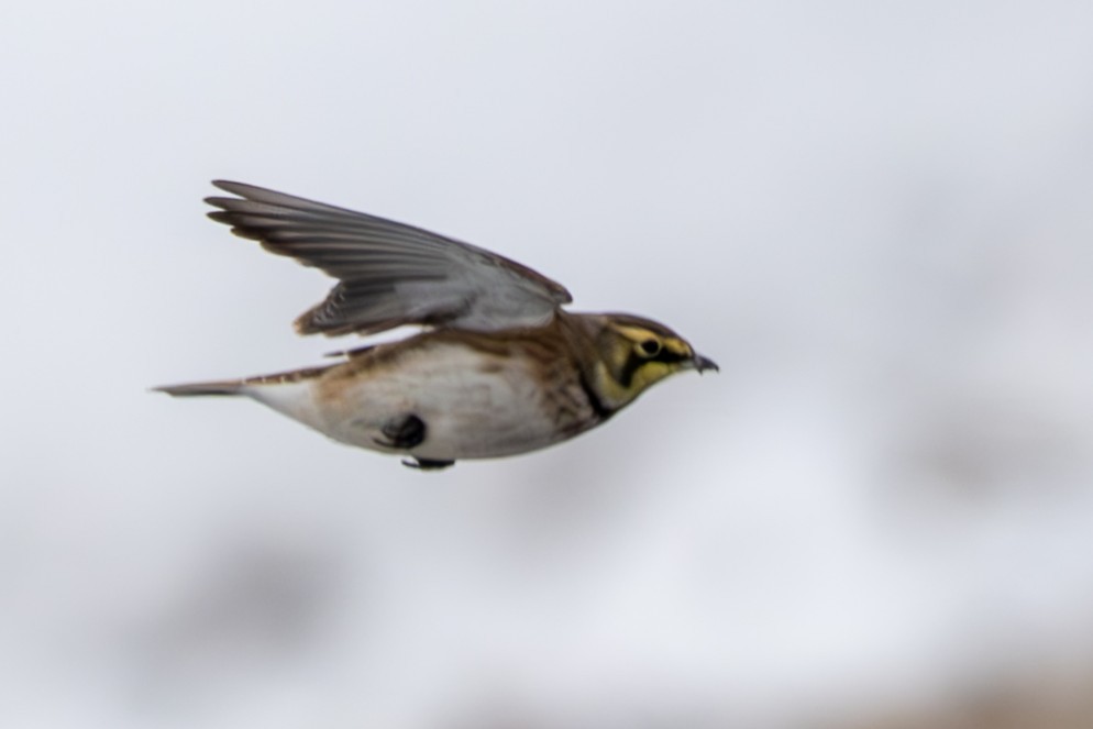 ハマヒバリ - ML646952265