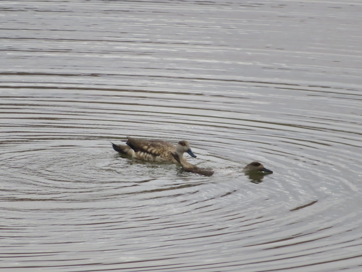 Crested Duck - ML646952267